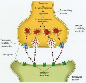 neurotransmitters